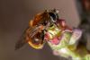 Cheilosia chrysocoma